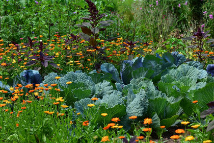 Garten im Juli: Das gibt es zu tun