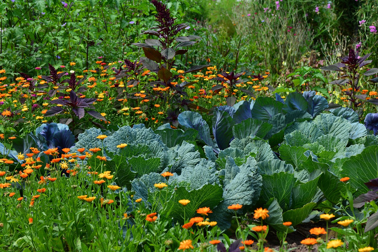 Garten im Juni in voller Blüte