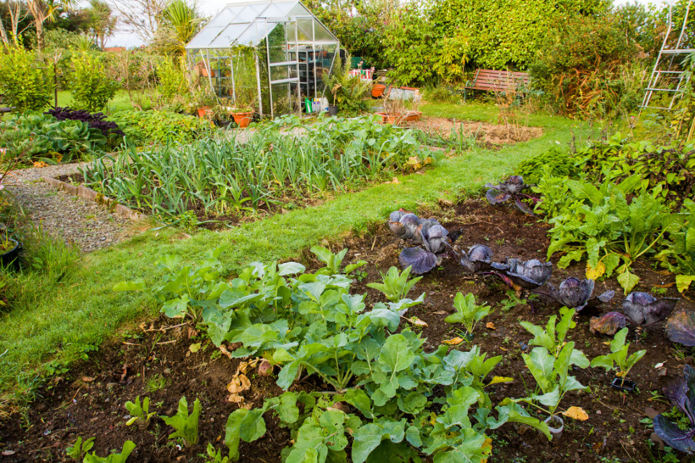 Gartenarbeit im Juni: Das kannst du pflanzen und säen
