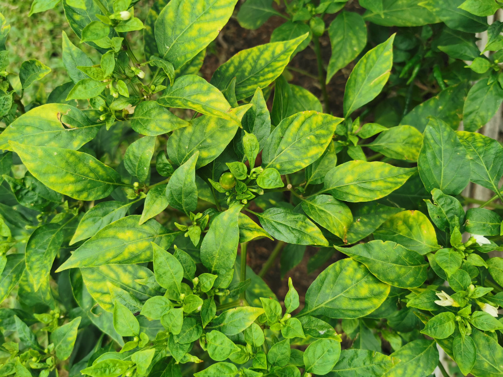 Paprika mit Nährstoffmangel