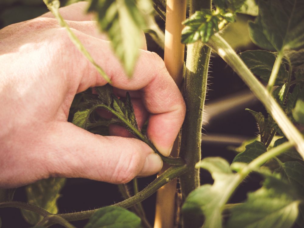 Sprouting pole tomatoes