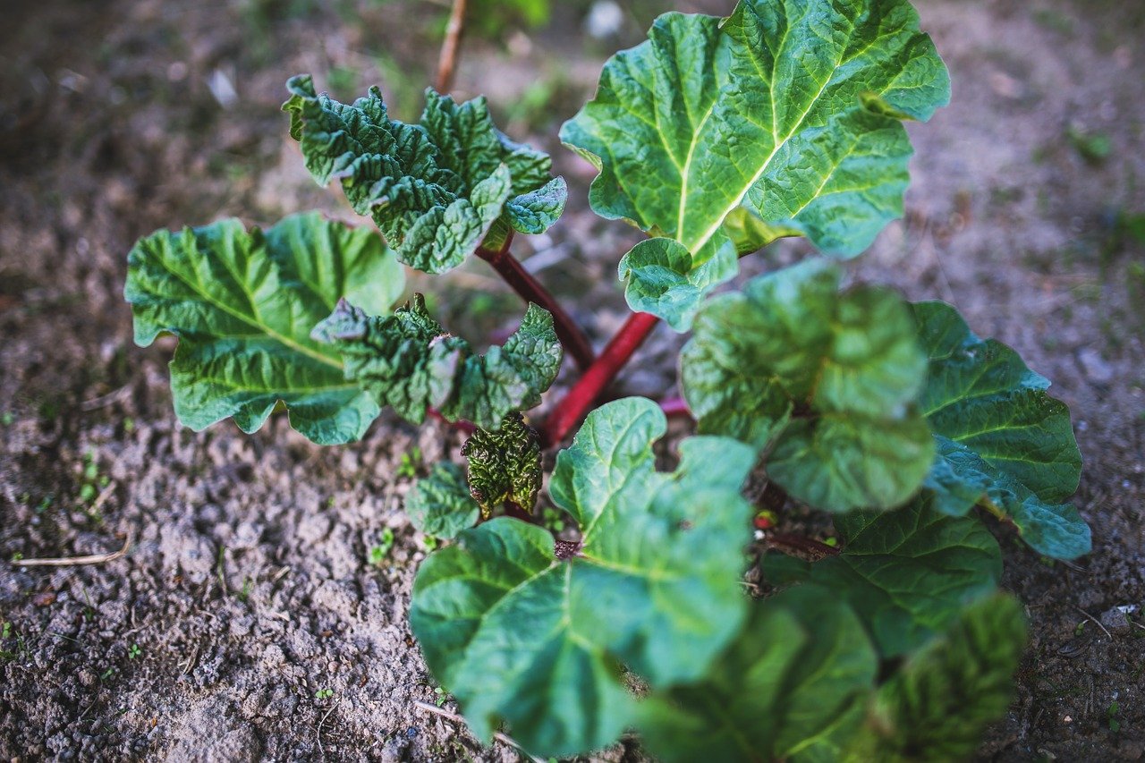 Rhabarber im Garten