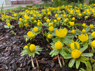 Gartenarbeit im März: Vorbereitung & Anzucht