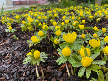 Gardening in March: Preparation & Cultivation