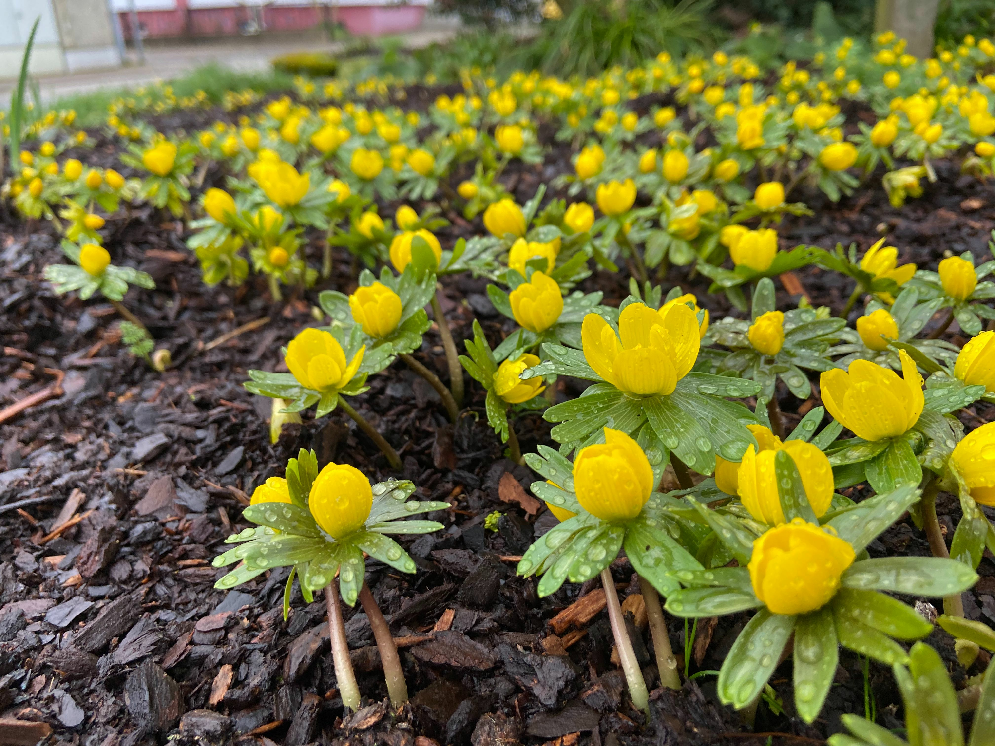 Gardening in March: Preparation & Cultivation