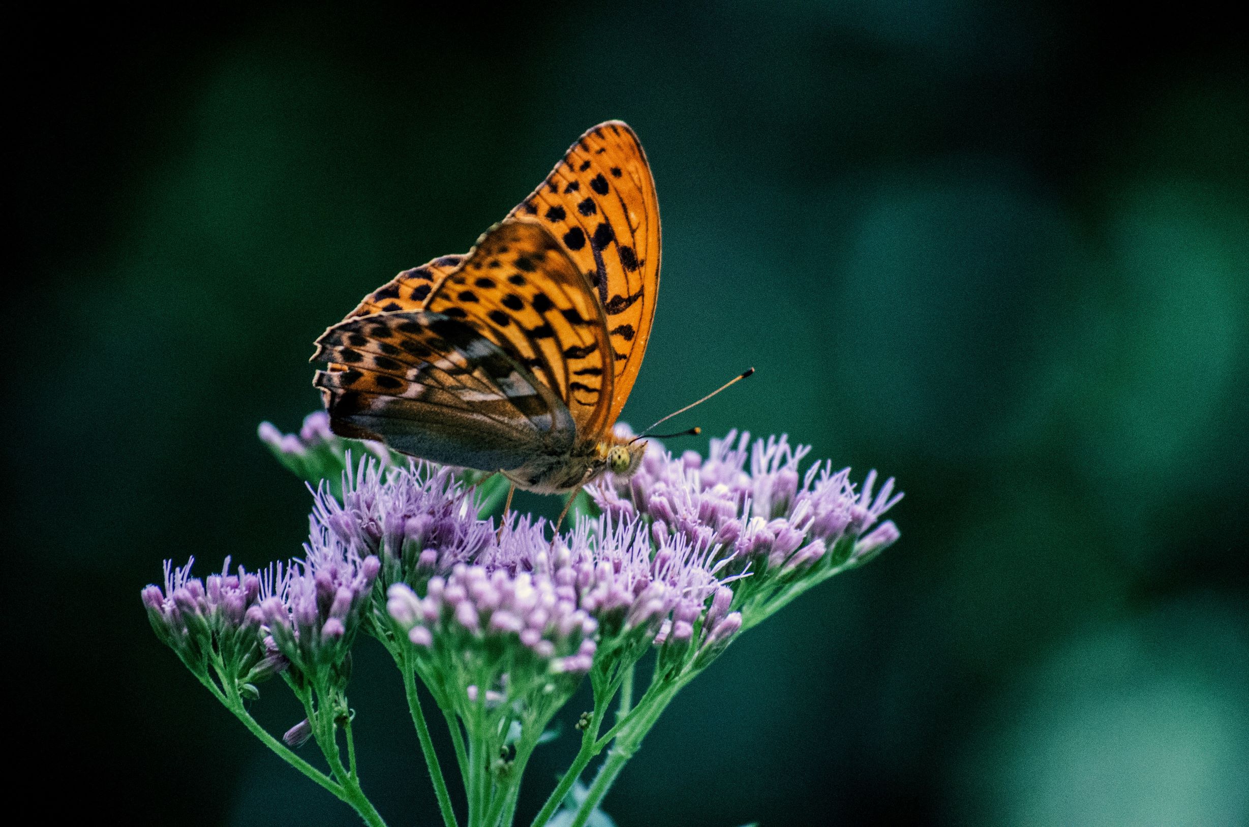 Schmetterling auf einer Blume