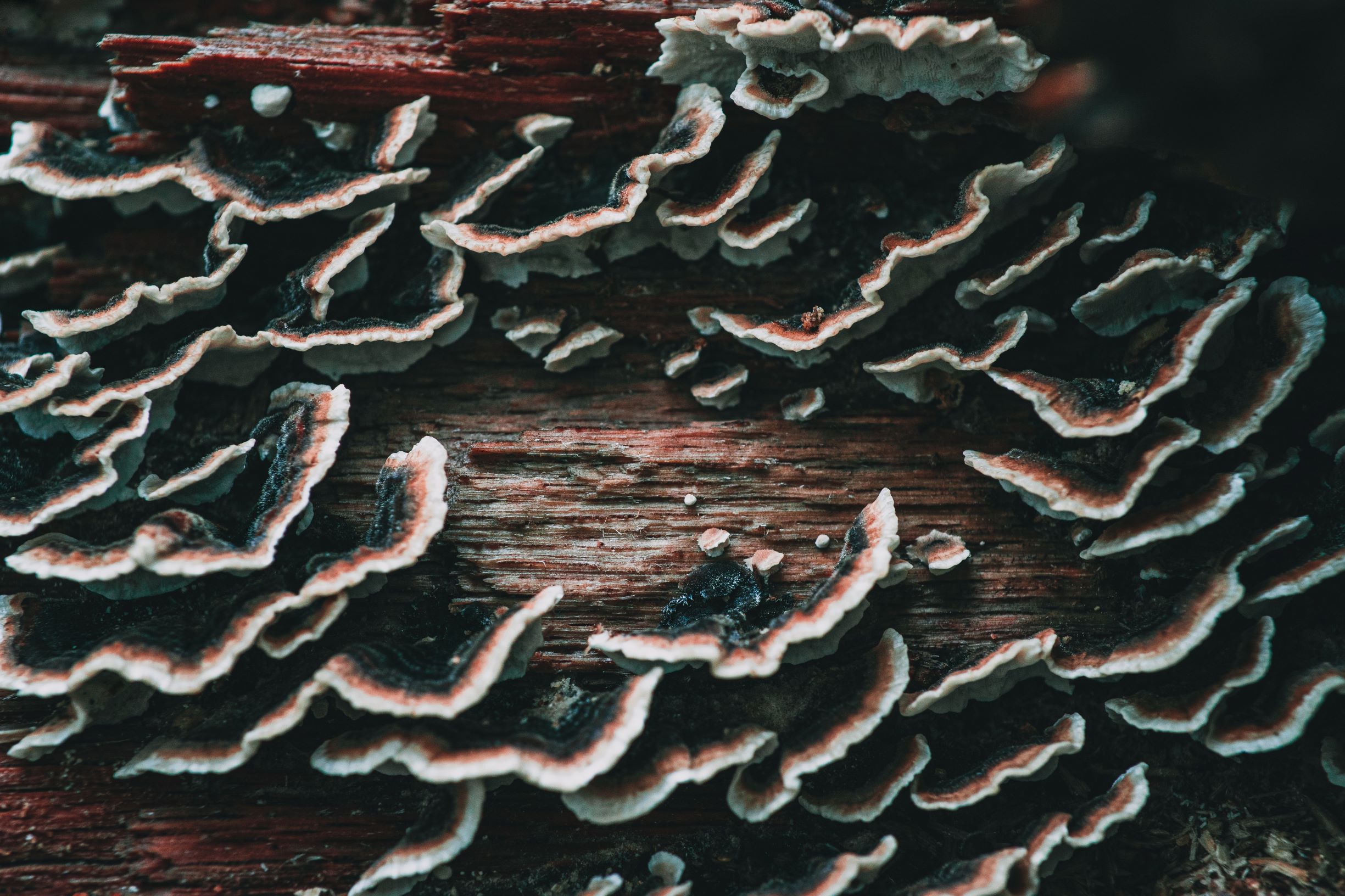 Morsches Holz mit Pilz bewachsen