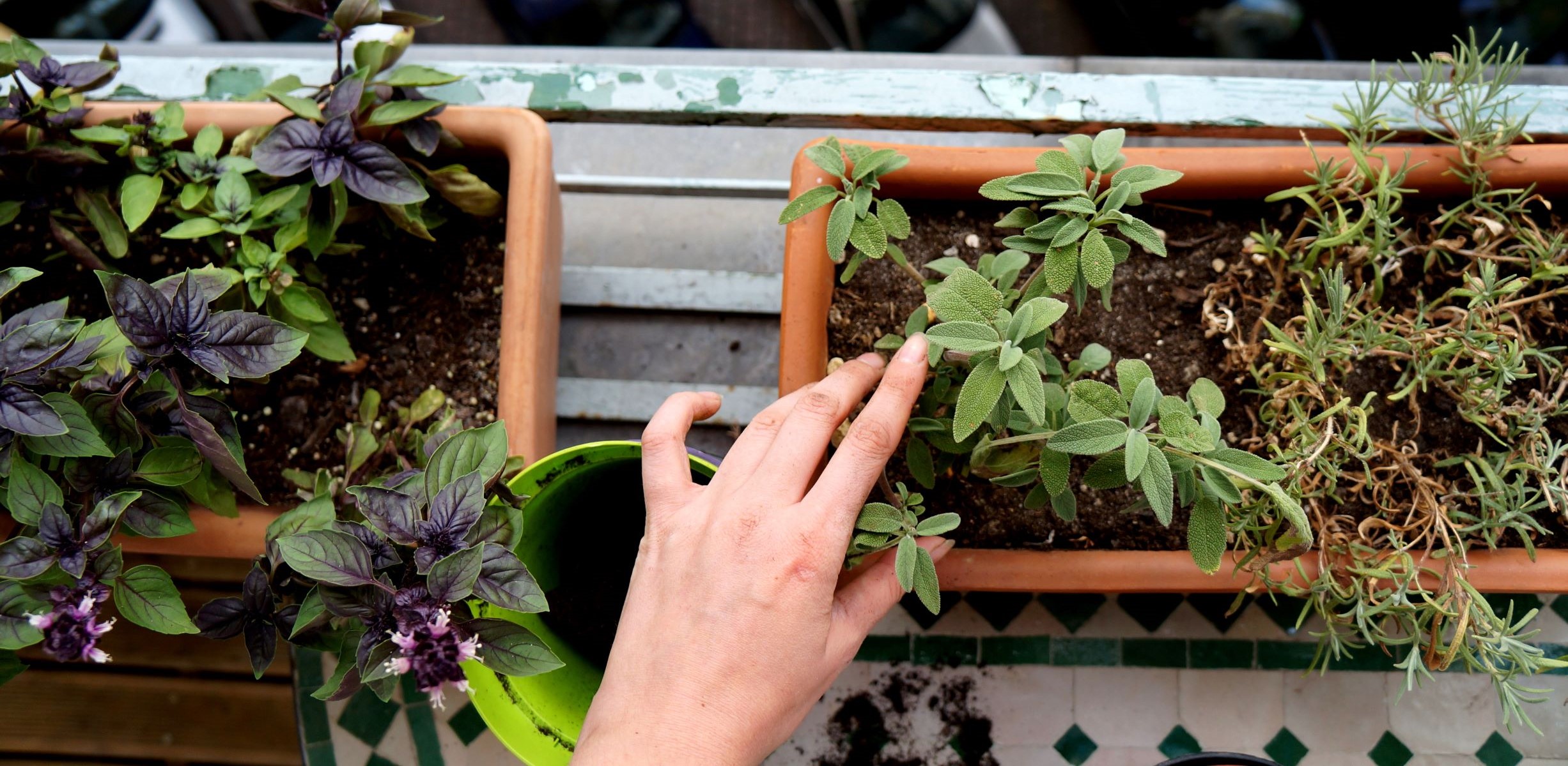 Herbs in several balcony boxes