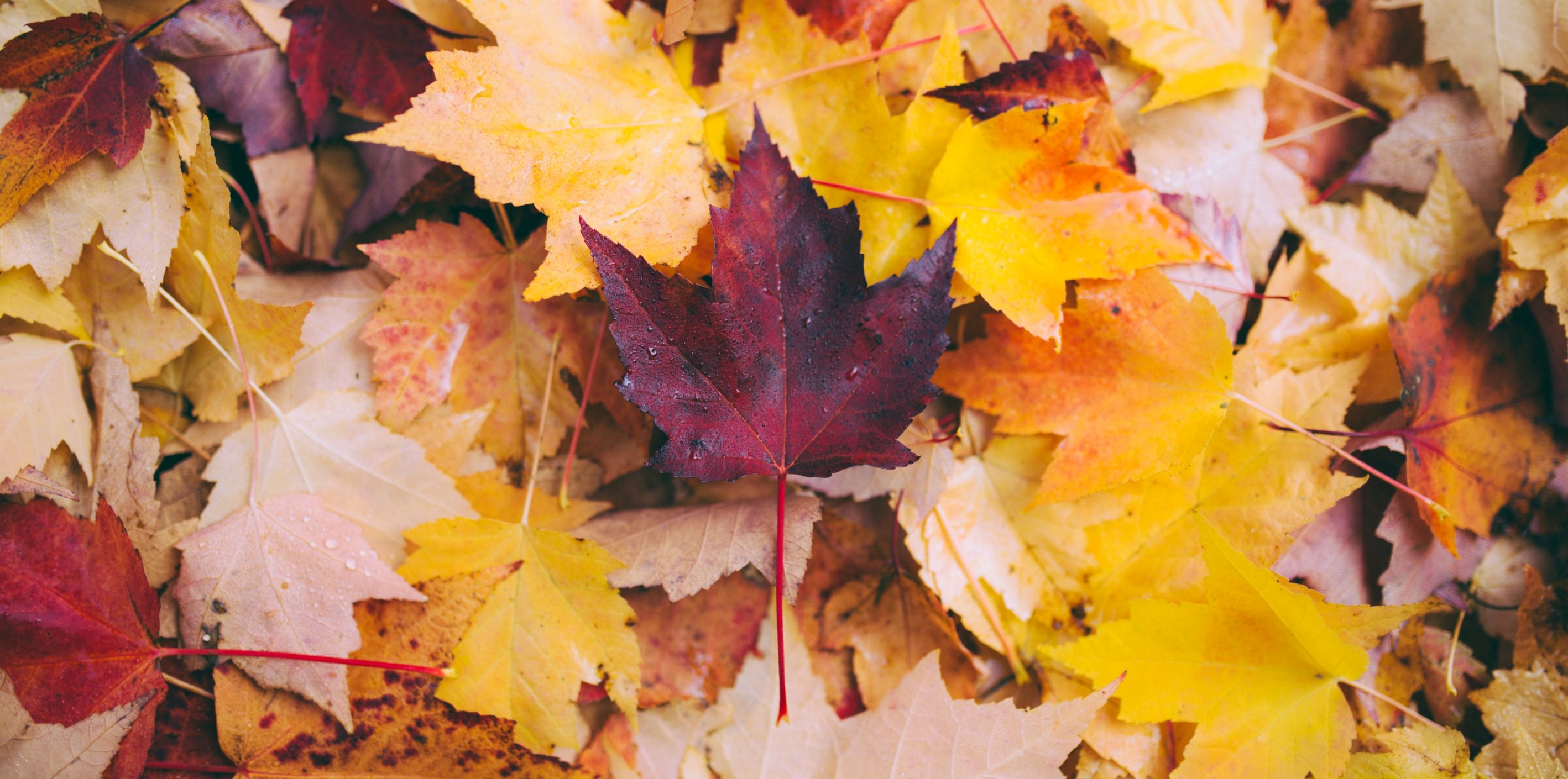 bunte Blätter im Herbst