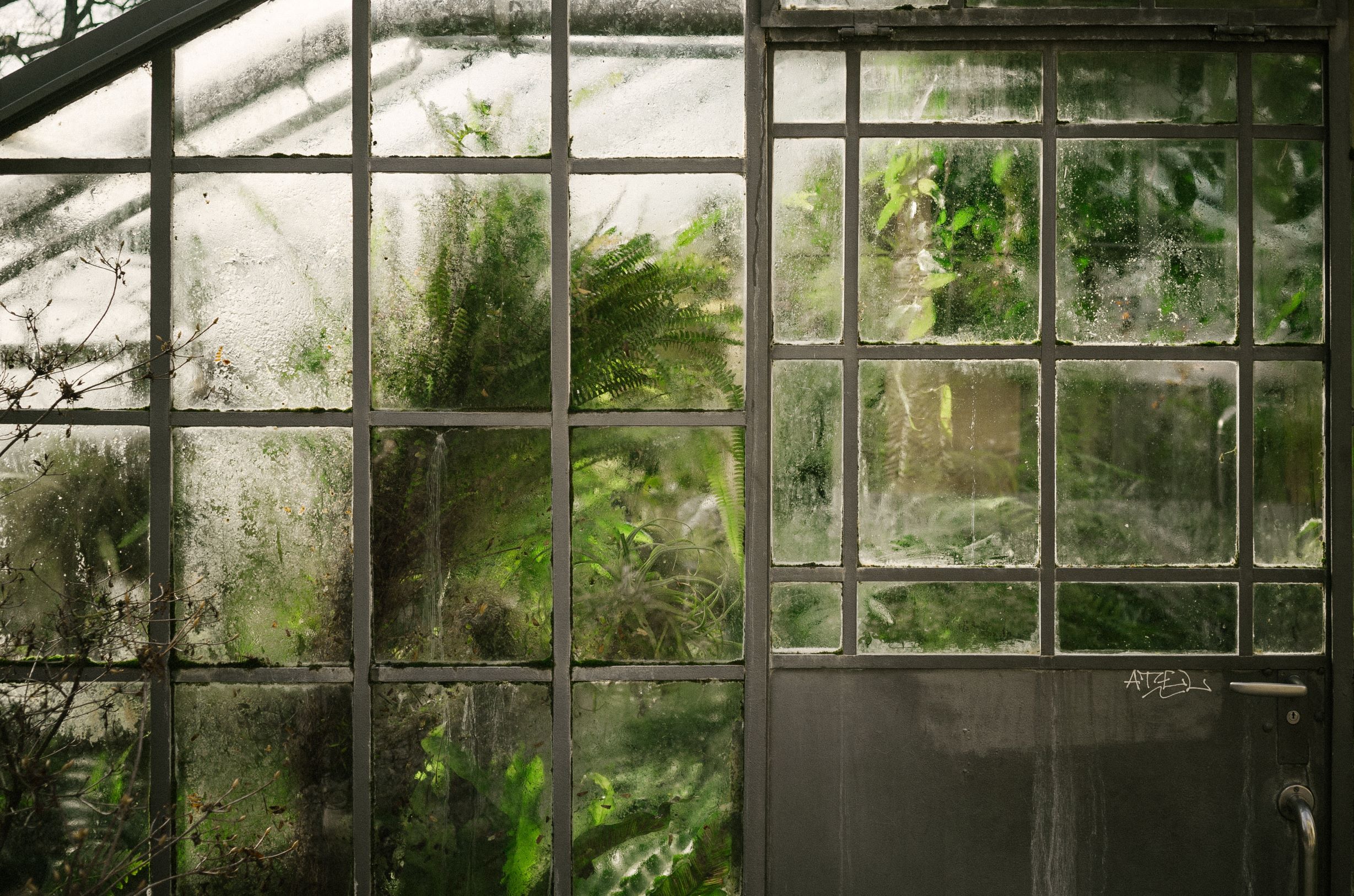 Greenhouse with plants