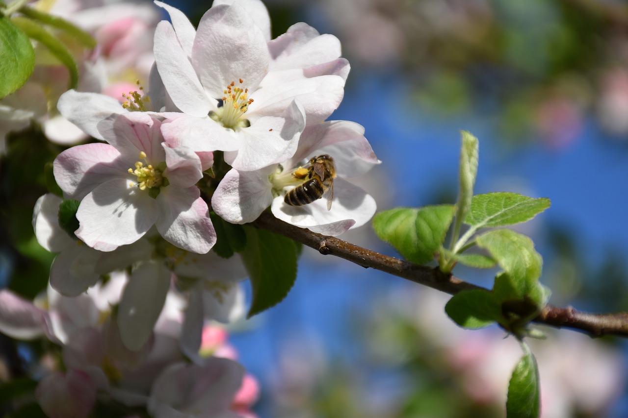 Blossoming apple tree
