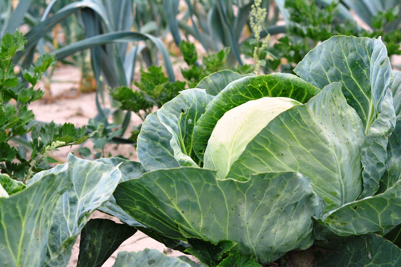 Cabbage plant 