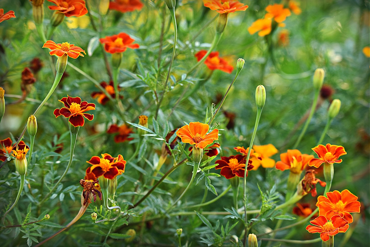 Gründüngung Tagetes