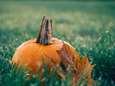 Gartenarbeit im Oktober - Was ist im Garten zu tun?