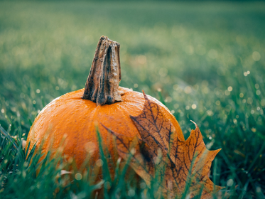 Gartenarbeit im Oktober - Was ist im Garten zu tun?