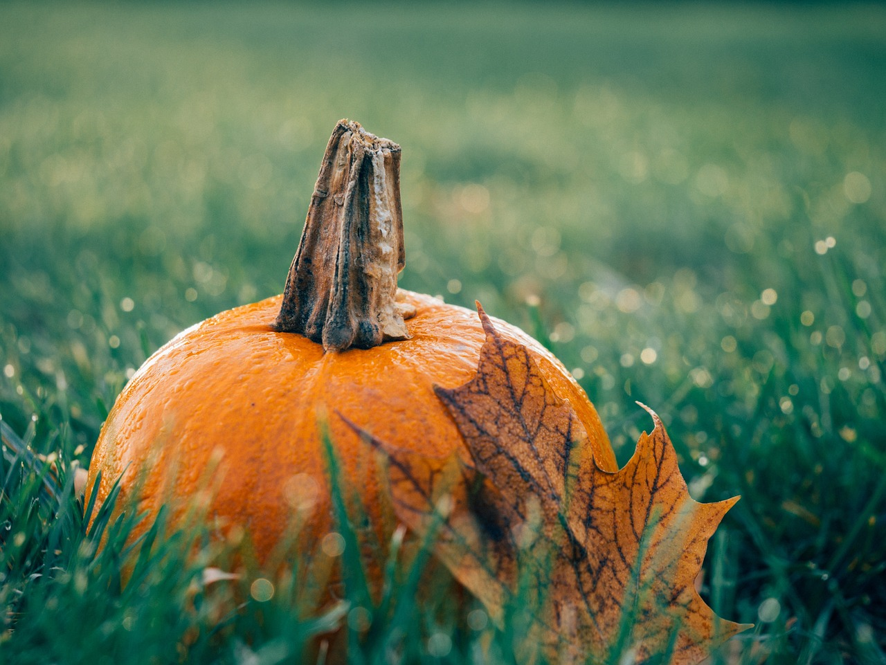 Gardening in October: What to Do in the Garden?