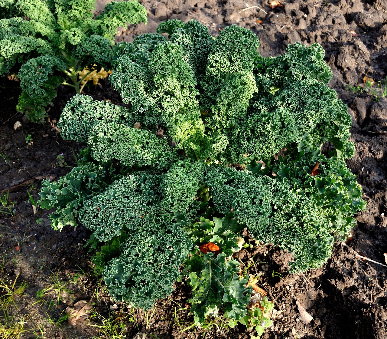 herbst gemüse ernte