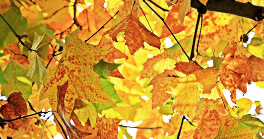Gartenarbeit im September: Aussaat, Pflanzung & Pflege