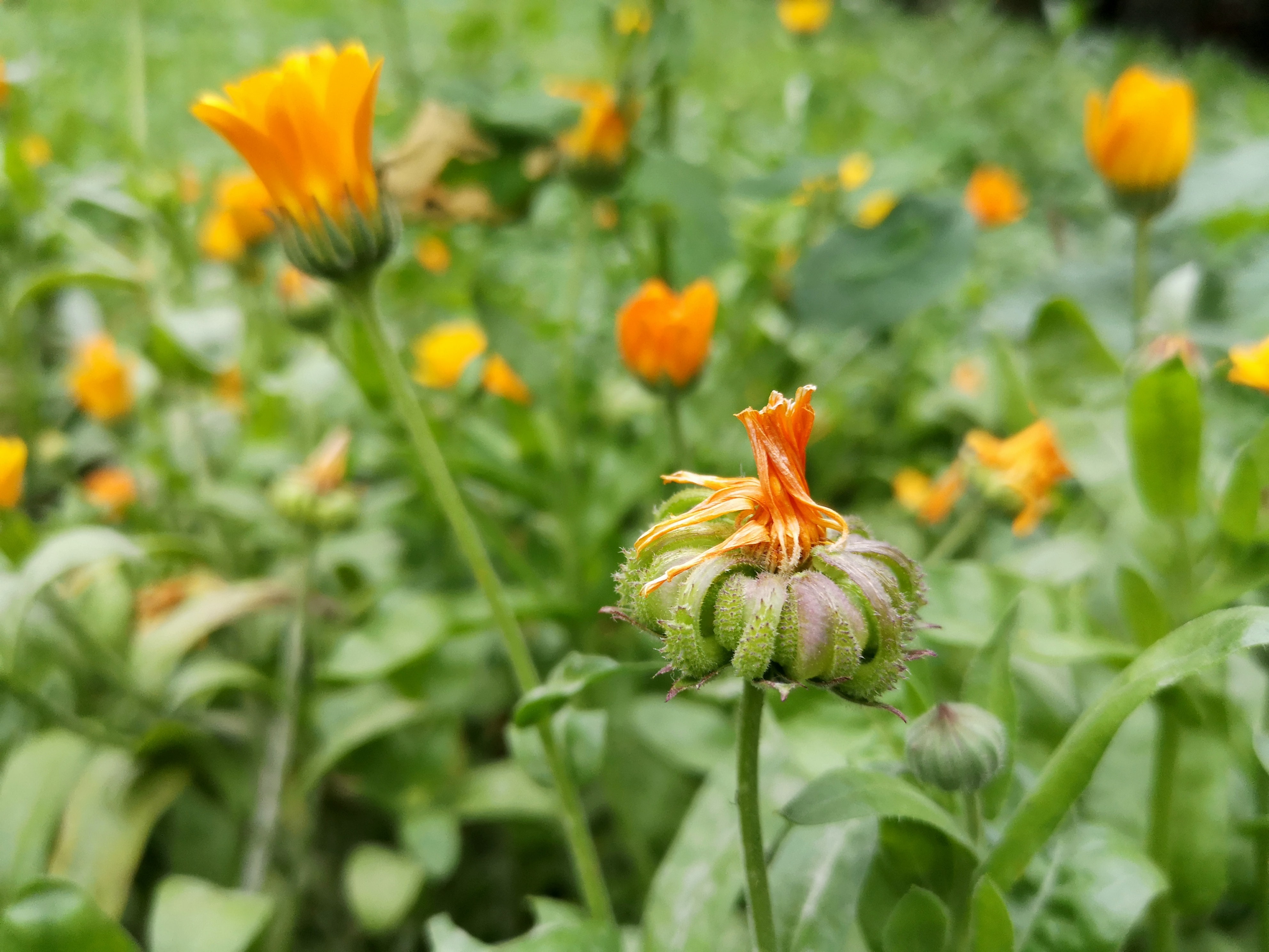 Marigolds in bloom