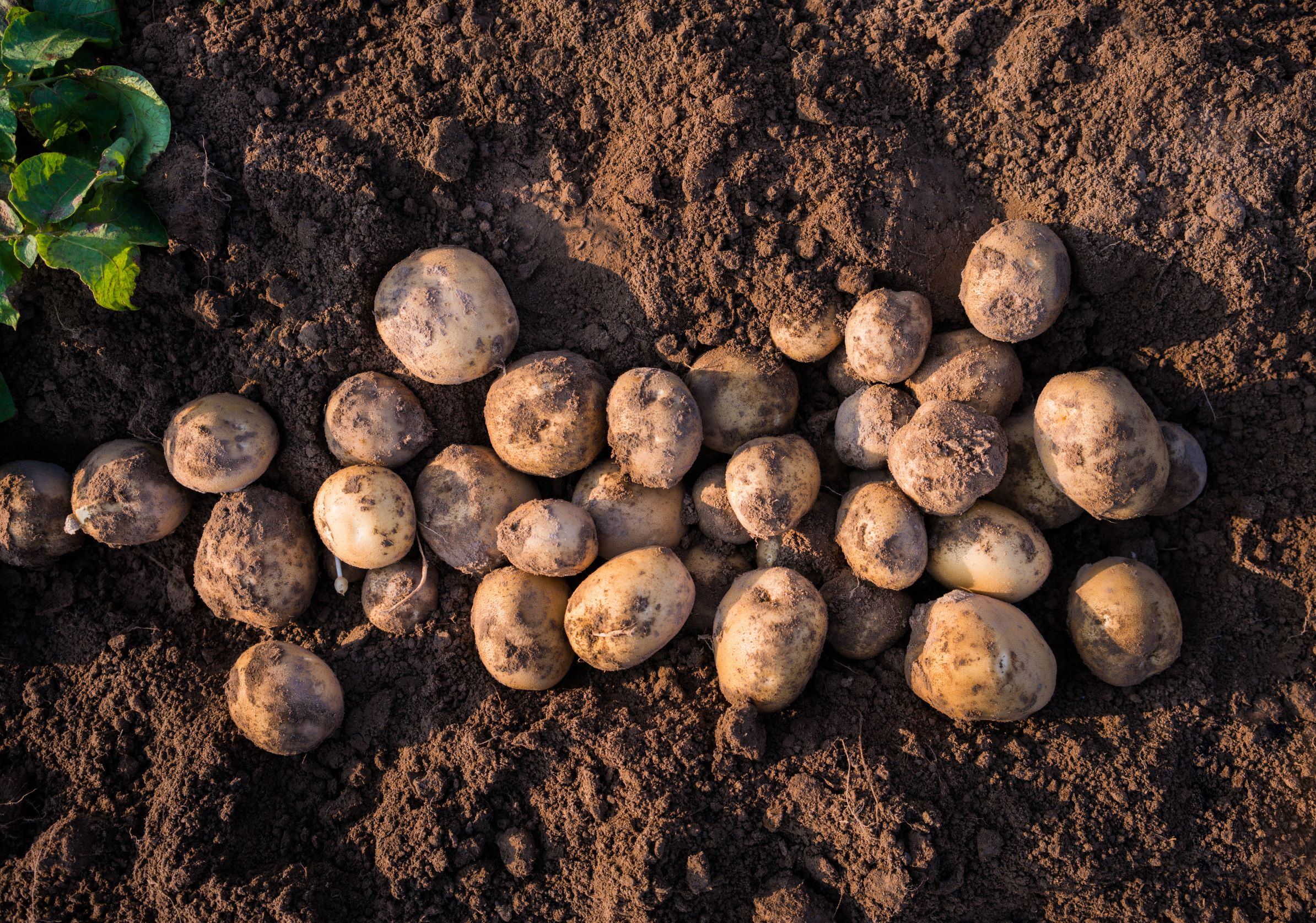 Kartoffeln ernten im September