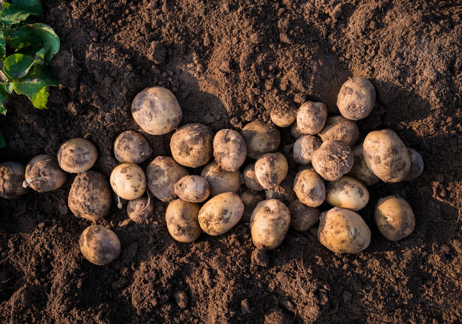 Harvesting potatoes in September
