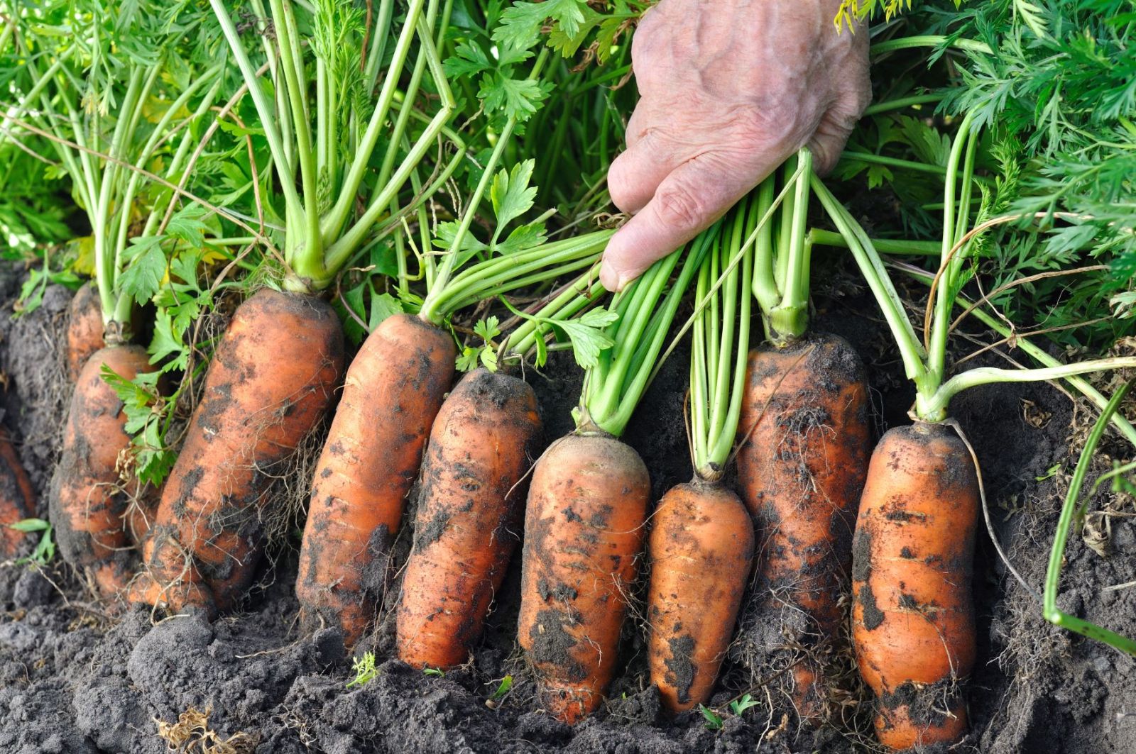 Freshly harvested carrots for storage