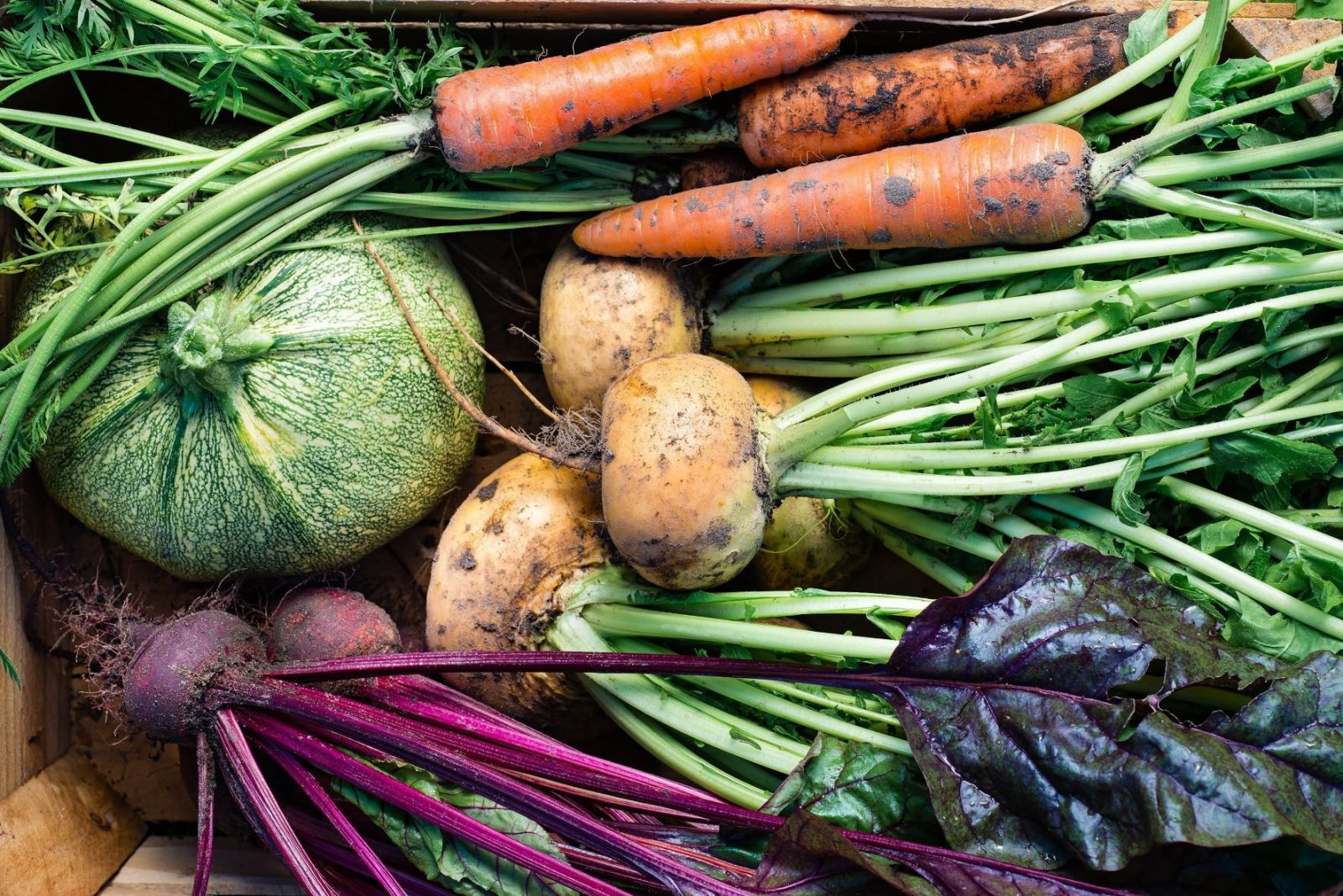 Storing Vegetables Correctly: Earth Mounds and Other Storage Options