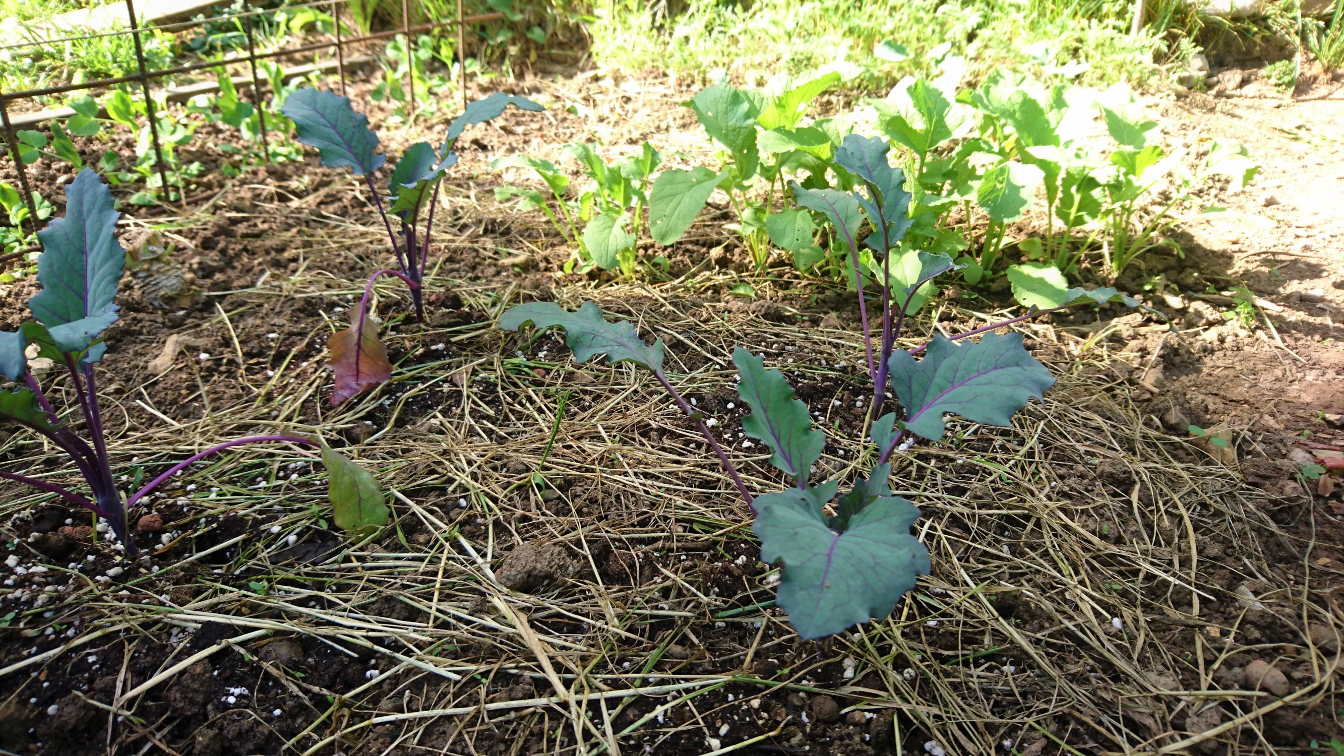 frisch angelegtes und gemulchtes Beet