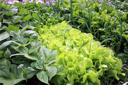 How to Make a Vegetable Patch for Beginners