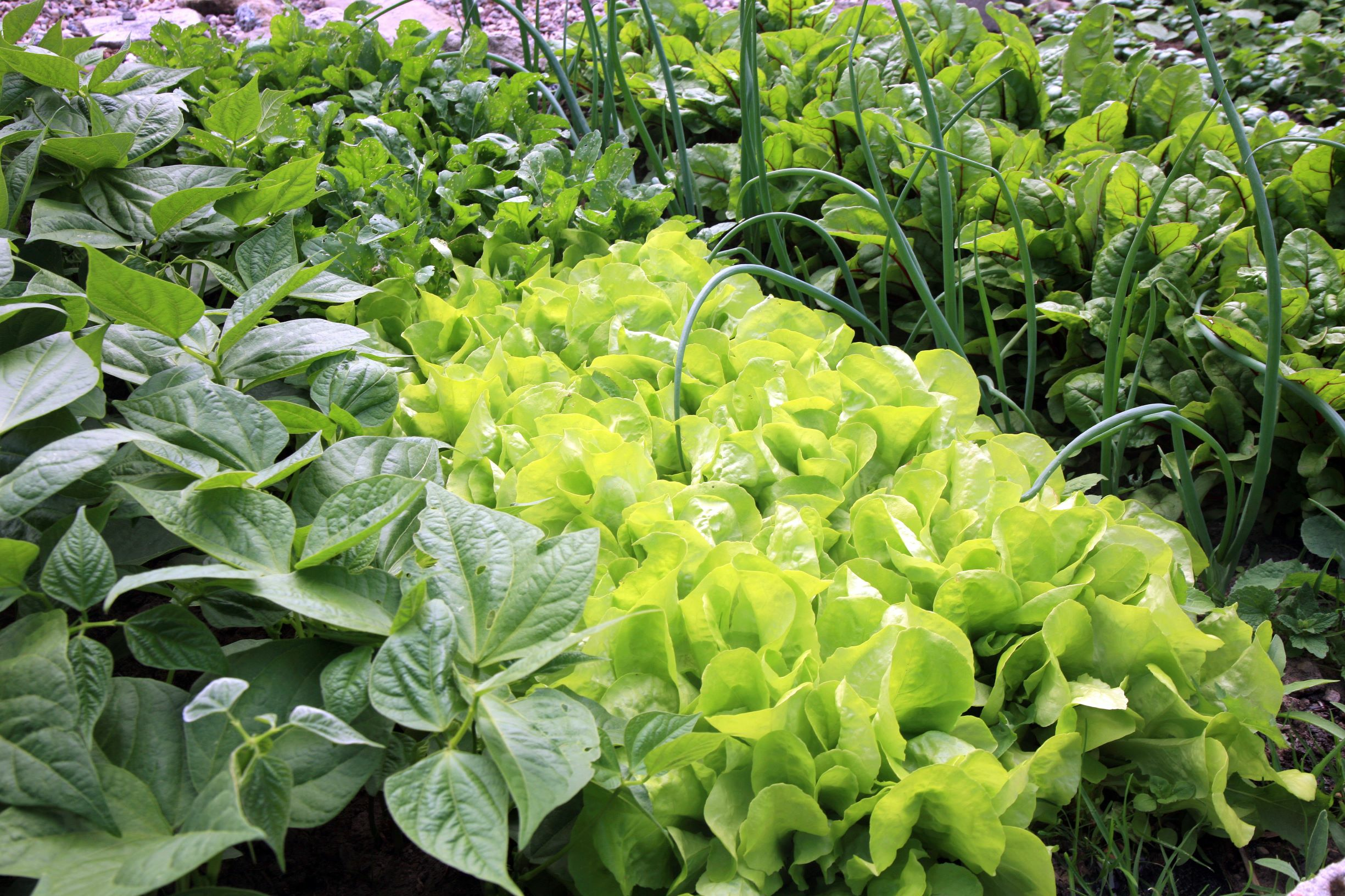 How to Make a Vegetable Patch for Beginners