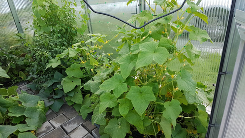 Growing vegetables in a small greenhouse - gardening with the greenhouse effect