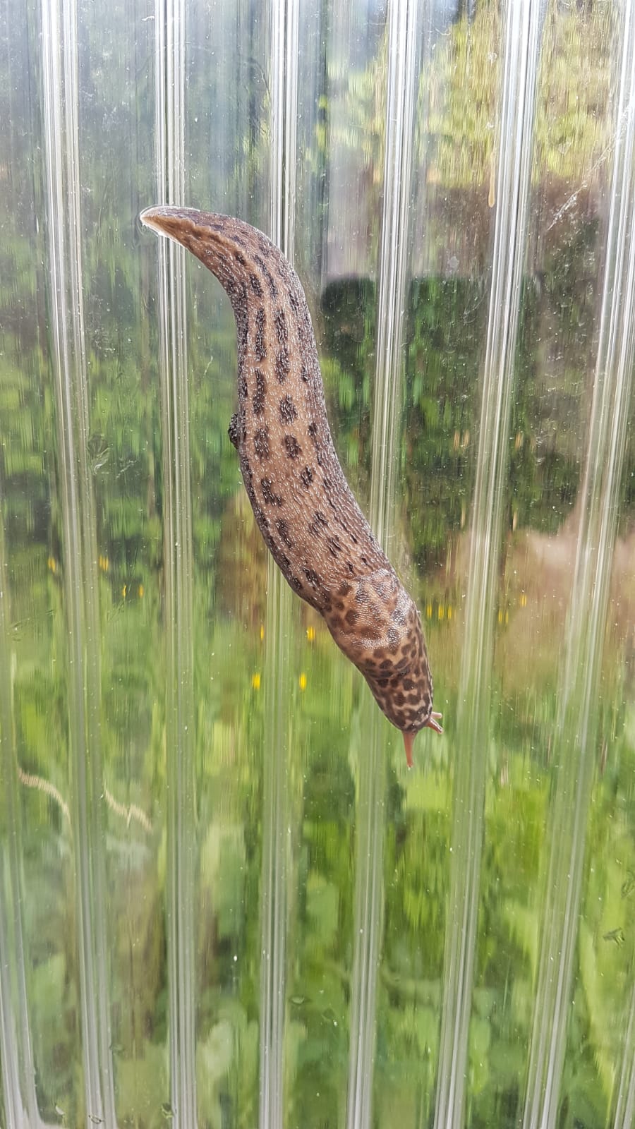 Foto eines Schnegels oder Tigernacktschnecke