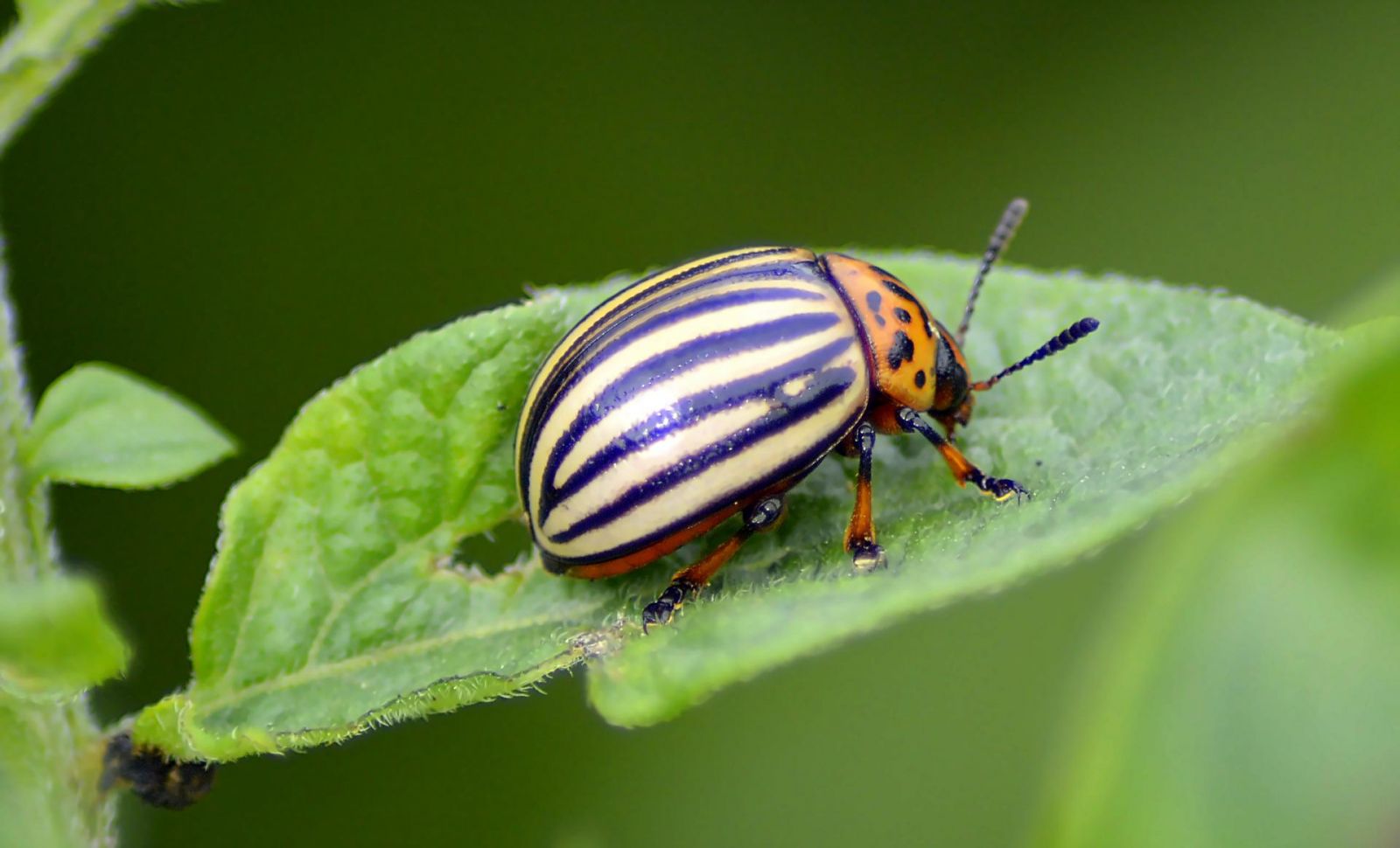 Colorado potato beetle on a potato plant leaf.