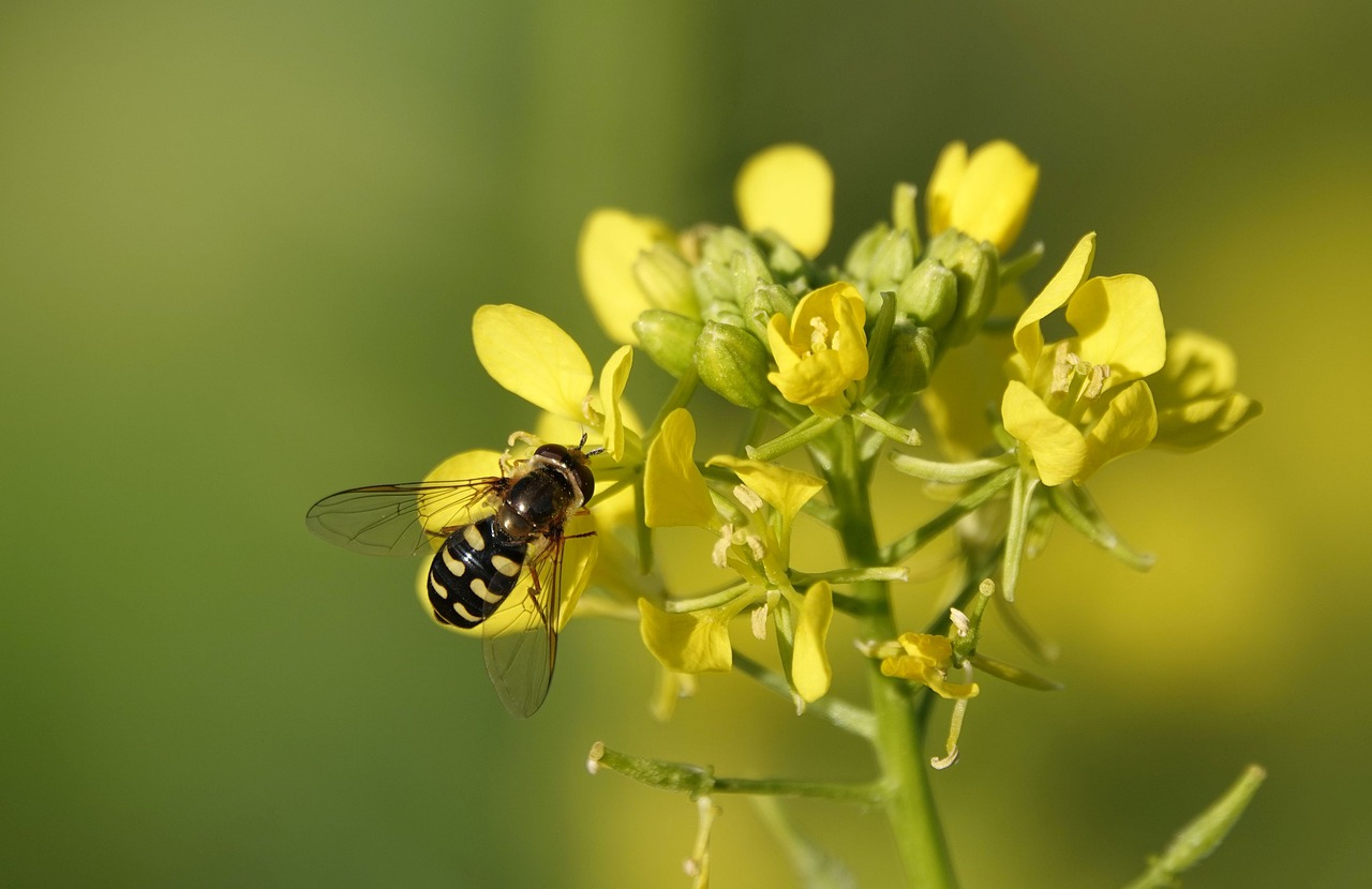 Rapeseed as a green fertilizer