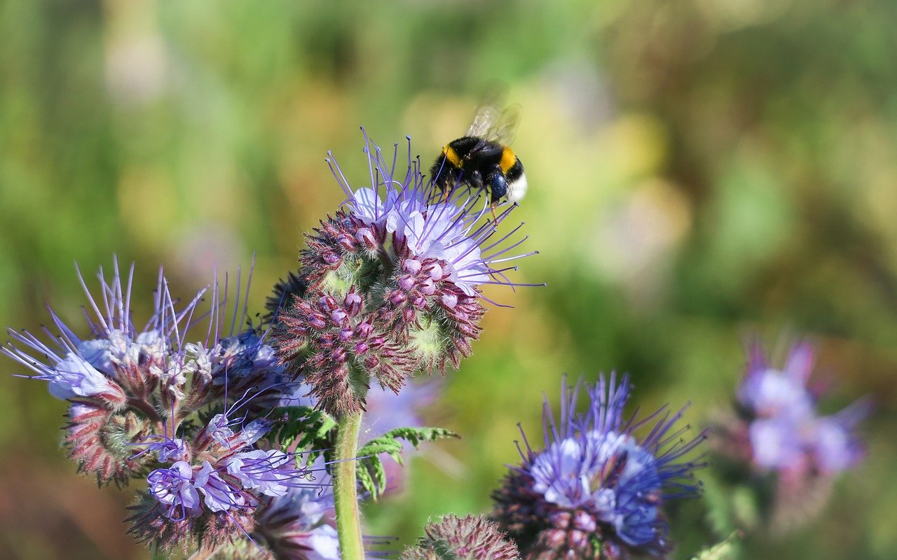 Phacelia als Gründüngung