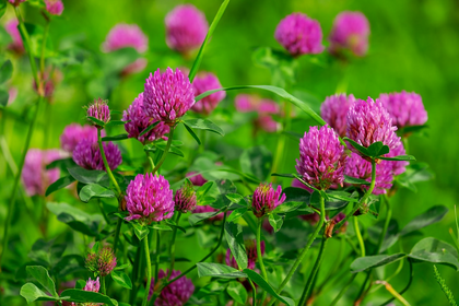 Advantages and Uses of Green Manure: What Plants & More Tips