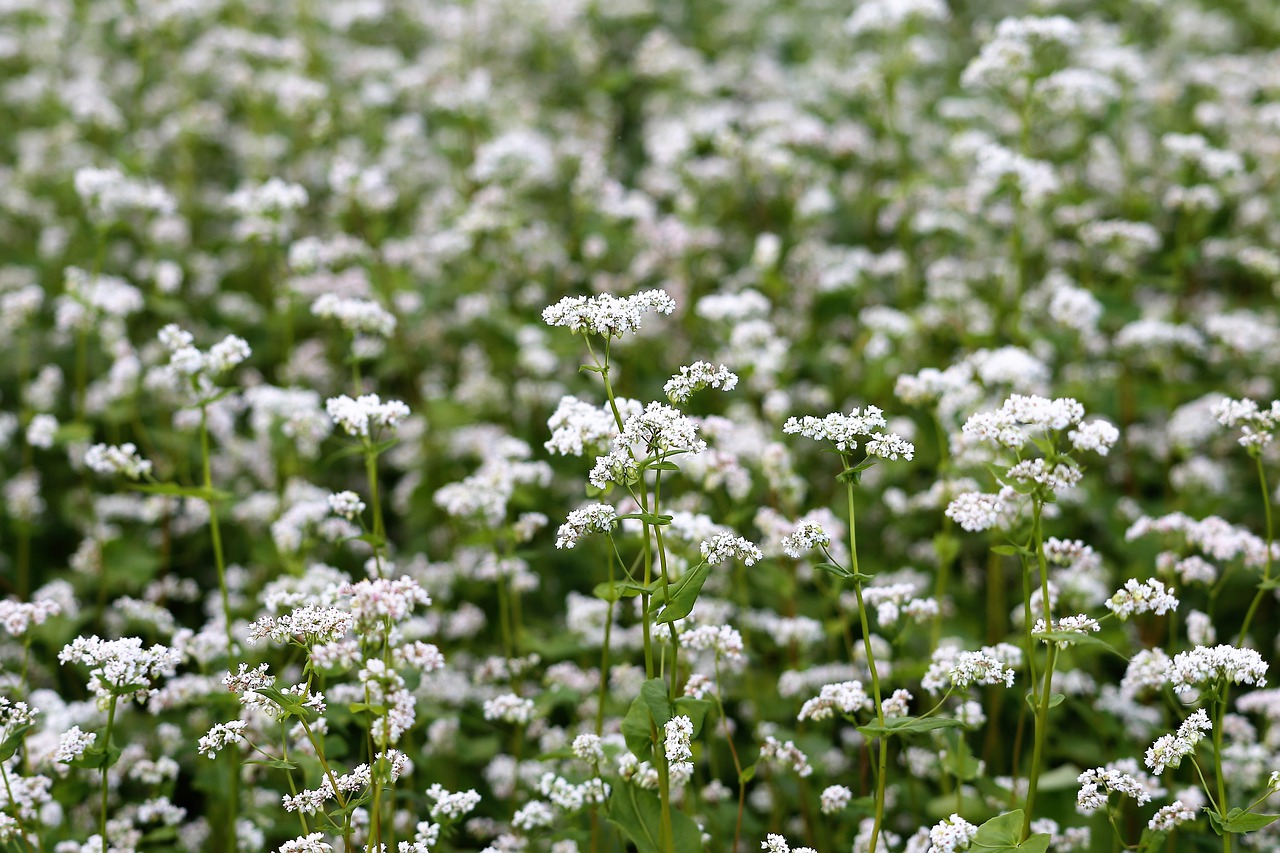 Buckwheat as a green fertilizer