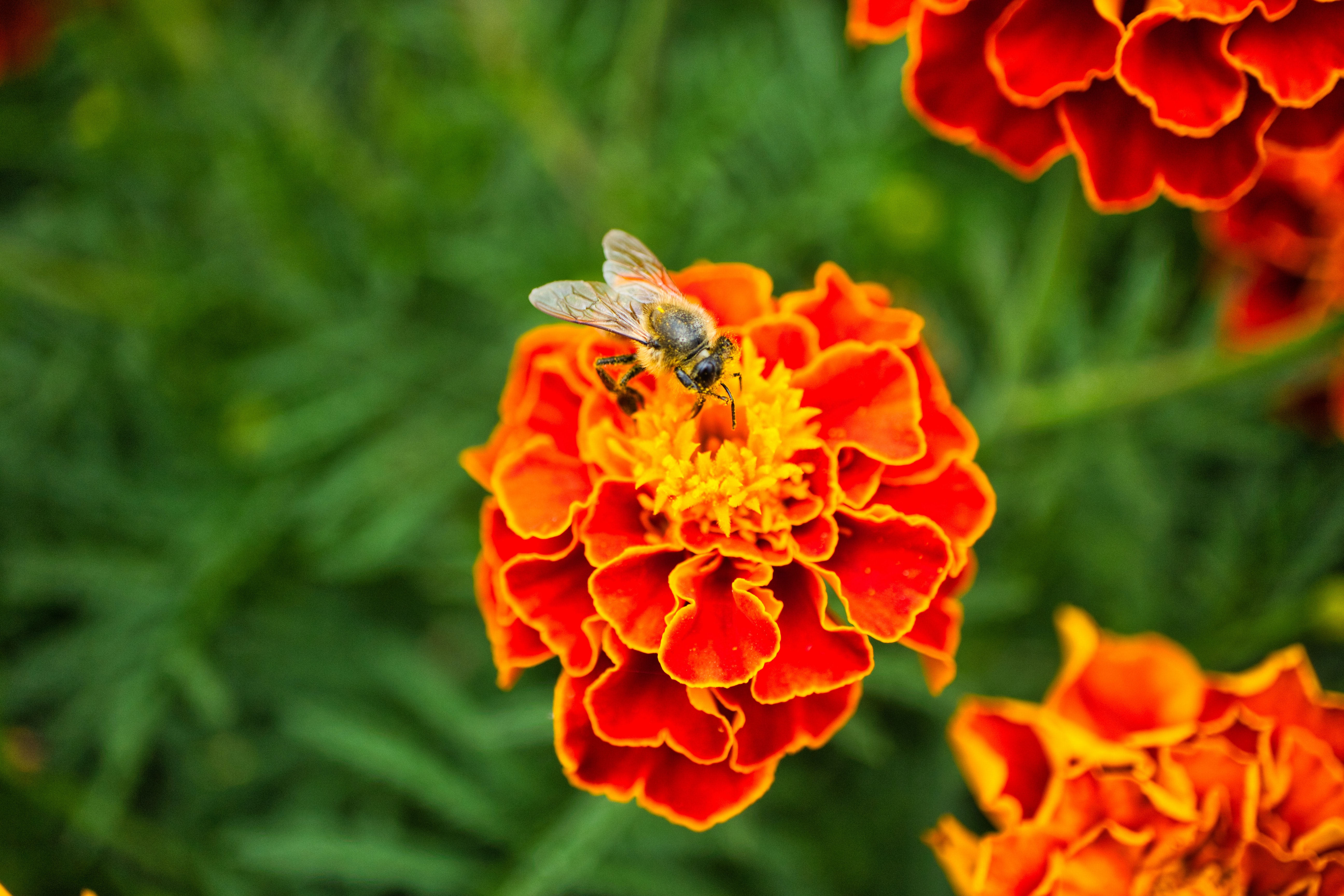 Tagetes als Gründünger