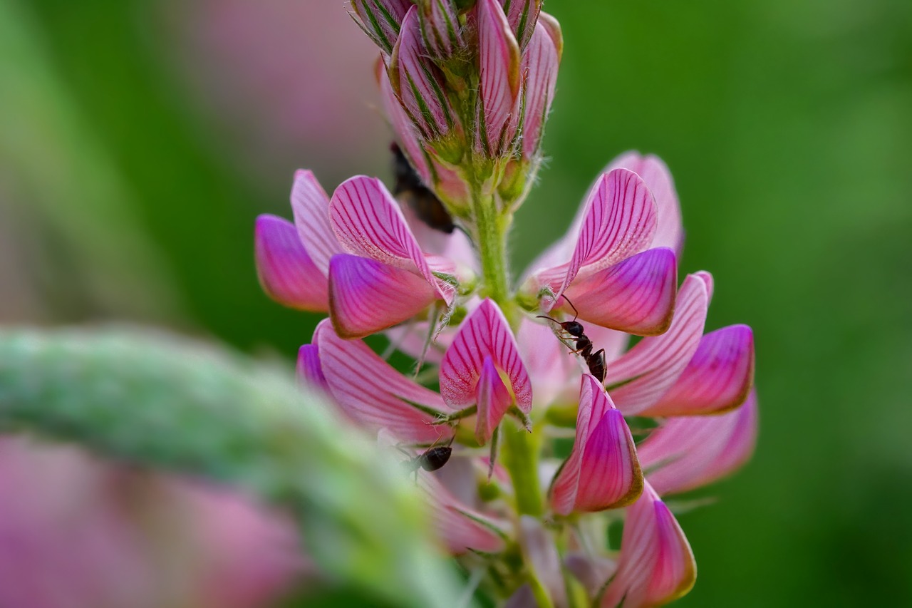 Sainfoin as green manure