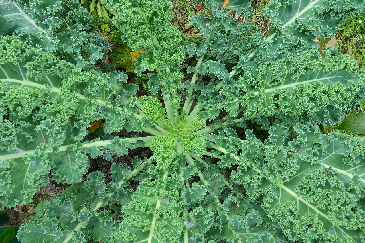 Harvesting kale