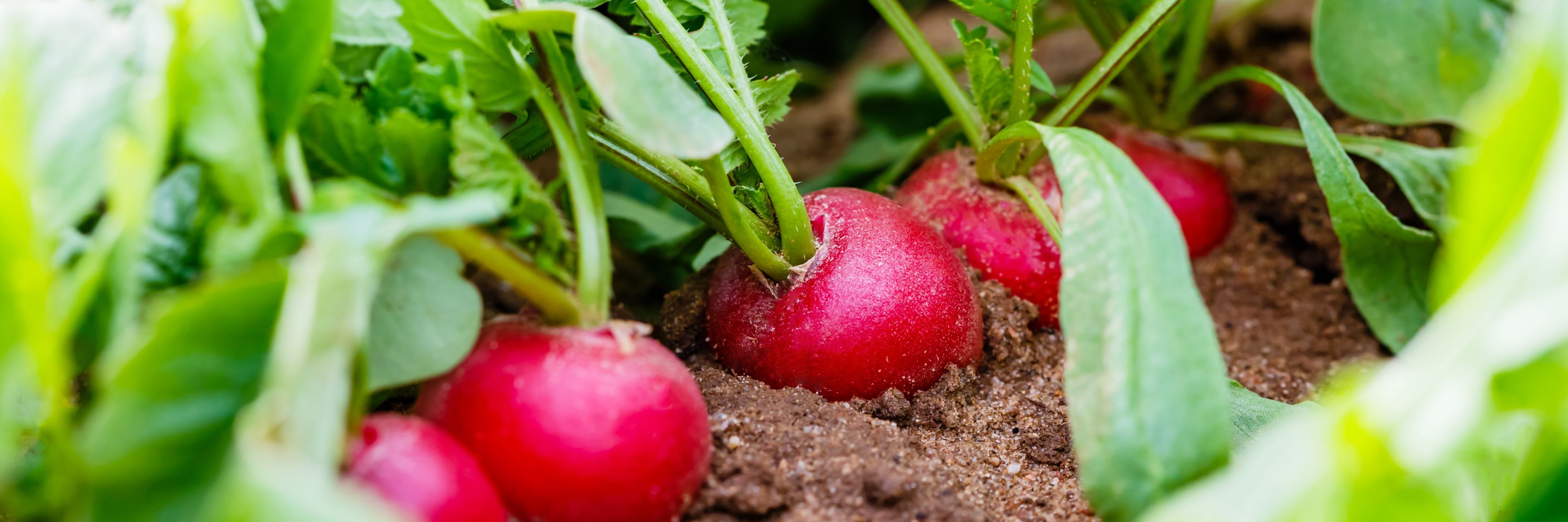 Radieschen im Beet