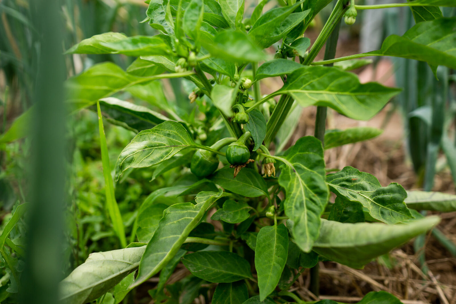 Paprika im Freiland in der Mischkultur mit Gurke