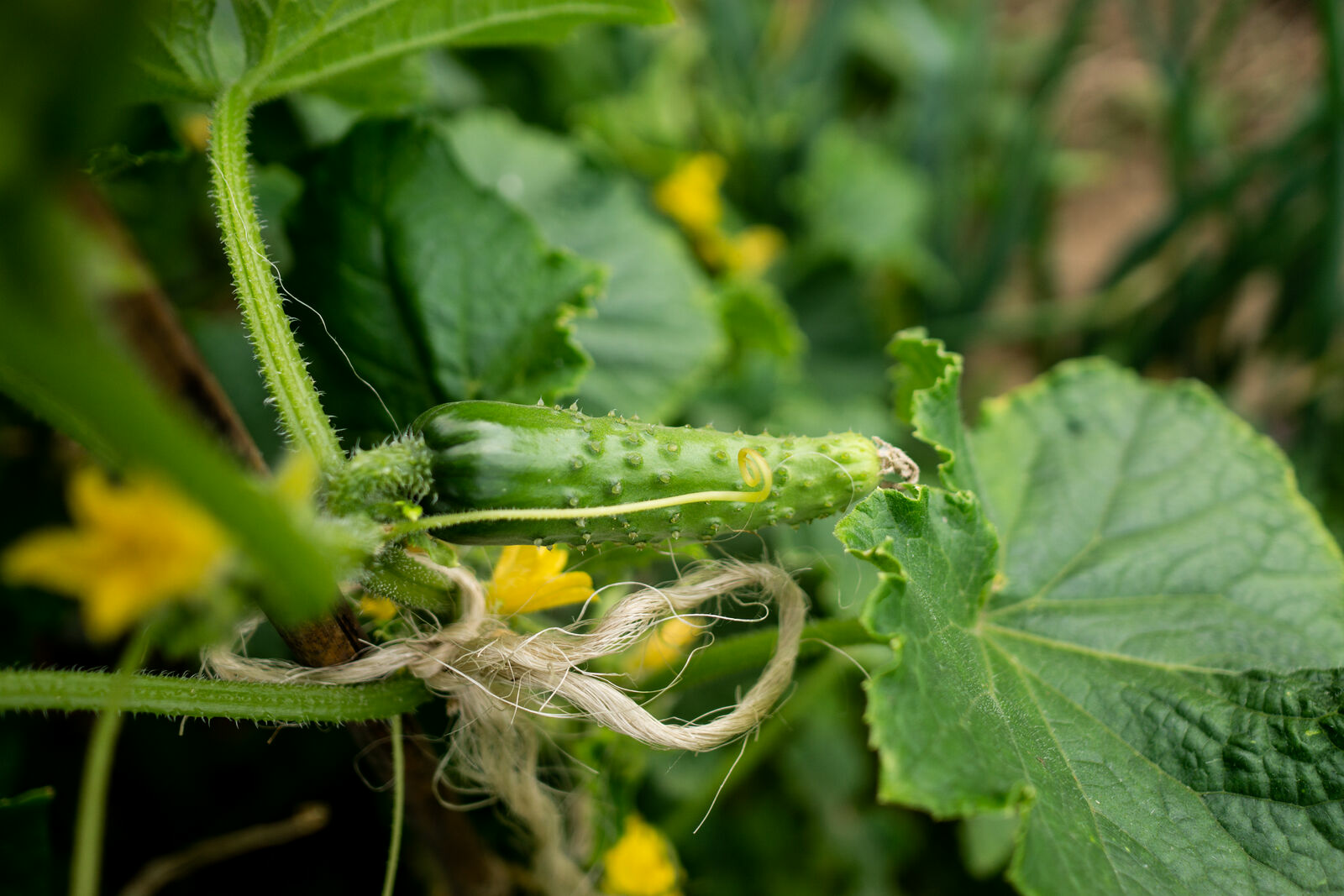 Companion Plants for Cucumbers: What to Plant With Cucumbers