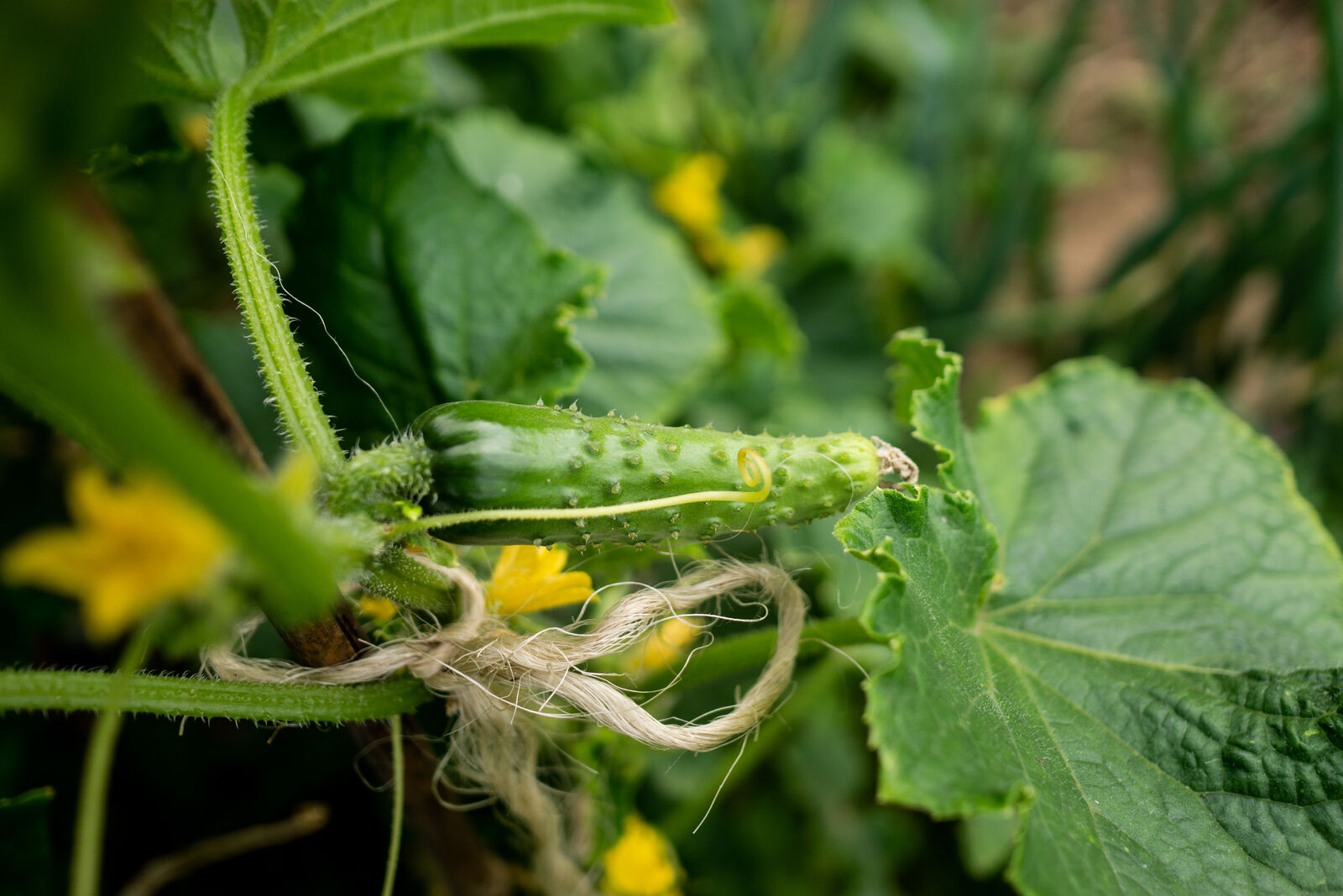 Companion Plants for Cucumbers: What to Plant With Cucumbers