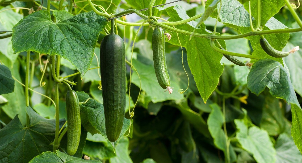 Cucumber plant