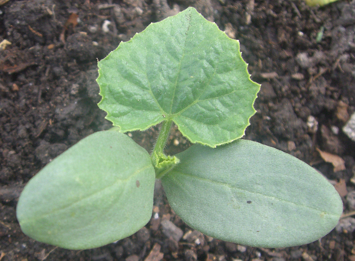 Cucumber seedling
