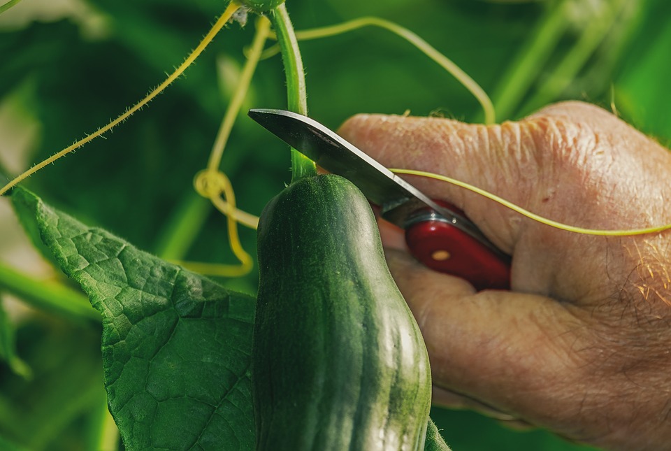 Cucumber harvest