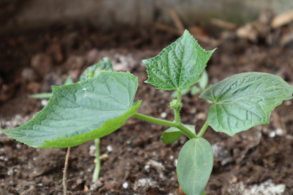 Growing Cucumbers Seedlings in Pots: Tips for Propagation
