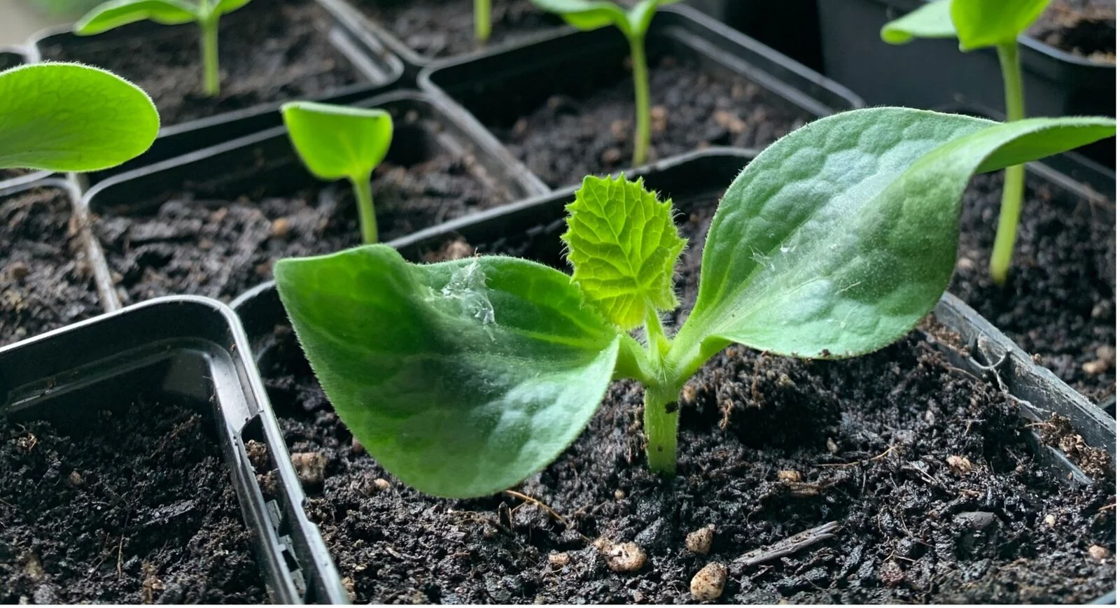Cucumbers need large growing pots