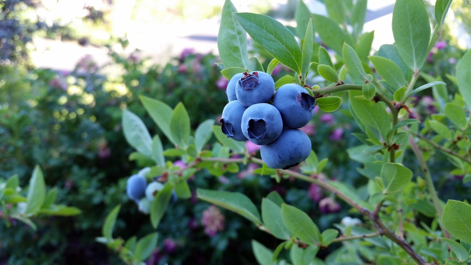 Pruning blueberries